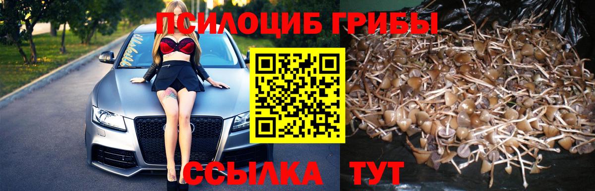 Галлюциногенные грибы Psilocybine cubensis Губаха